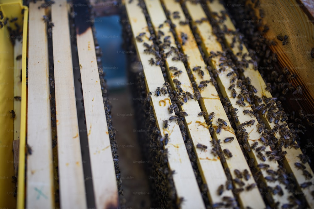 Vista superior de los marcos de panal con abejas en la colmena.