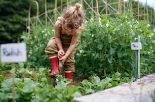Portrait of small girl working in vegetable garden, sustainable lifestyle concept.