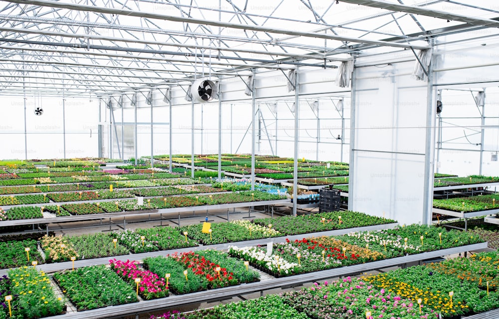 園芸用品店の温室にある様々な鉢植えの植物や花、中小企業。