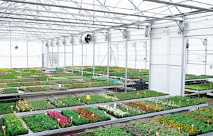 Varias plantas y flores en macetas en invernadero en el centro de jardinería, una pequeña empresa.