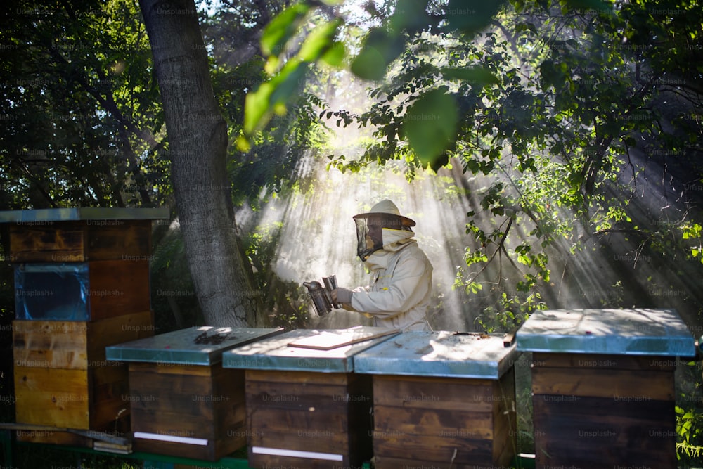 Portrait d’un apiculteur travaillant dans un rucher, à l’aide d’un fumoir à abeilles.