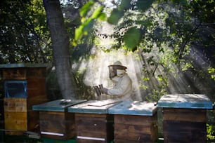 A portrait of man beekeeper working in apiary, using bee smoker.