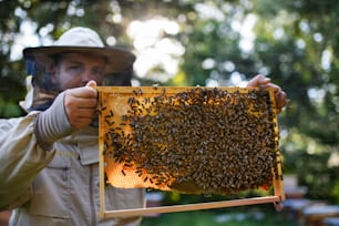 Retrato del apicultor del hombre sosteniendo el marco del panal lleno de abejas en el colmenar, trabajando,