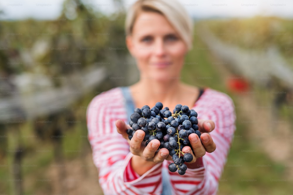 Portrait of young woman holding grapes in vineyard in autumn, harvest concept.