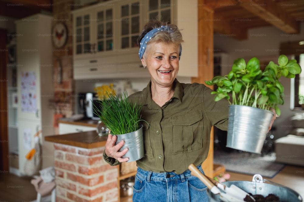 Portrait of happy senior woman indoors at home, planting herbs.