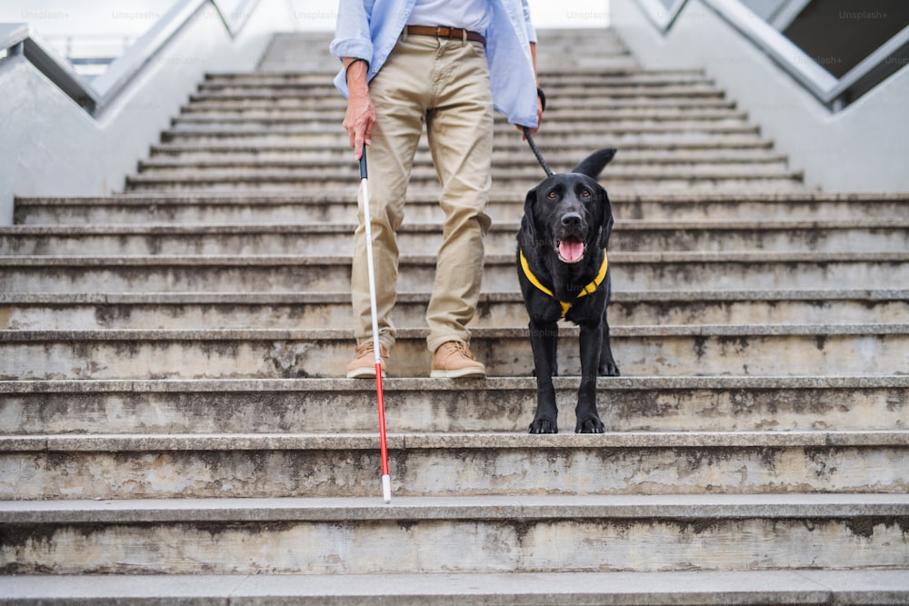 Ein älterer blinder Mann mit Blindenhund geht die Treppe in der Stadt, Mittelteil, hinunter.