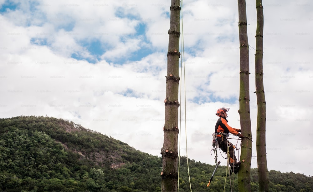 Homem arborista com arnês cortando uma árvore, escalando. Espaço de cópia.