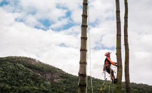 Arborist man with harness cutting a tree, climbing. Copy space.