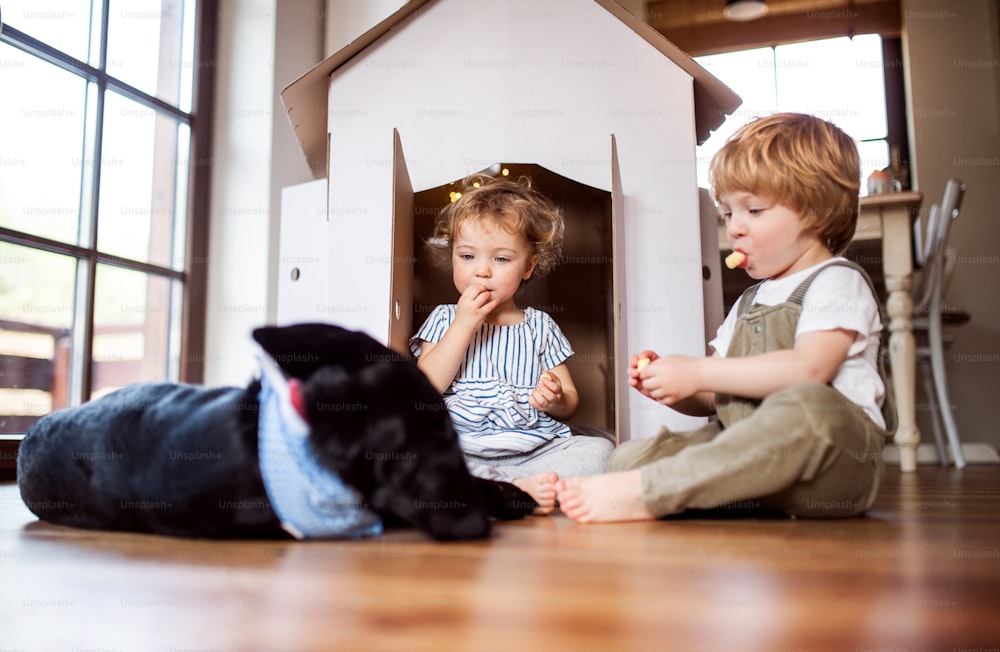 Two toddler children with a dog and cardboard house playing indoors at home.