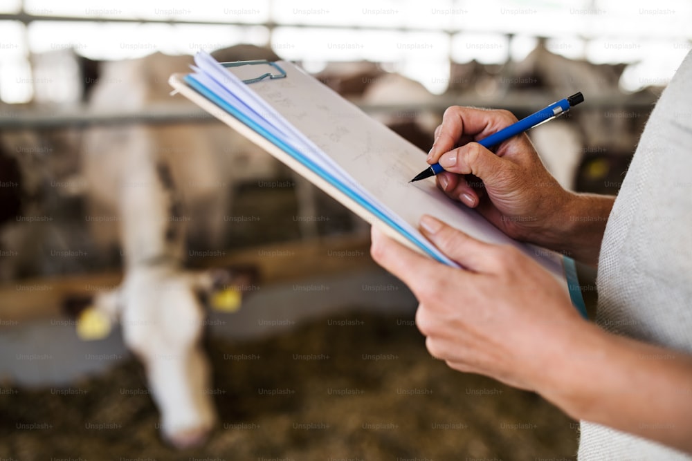 Unrecognizable manager with clipboard working on diary farm, making notes. Agriculture industry.