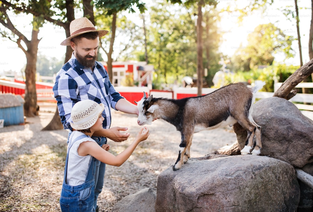 A father with small daughter outdoors on family farm, feeding goat animals.