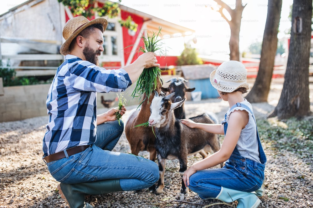 Un padre con la figlia piccola all'aperto nella fattoria di famiglia, dando da mangiare agli animali di capra.