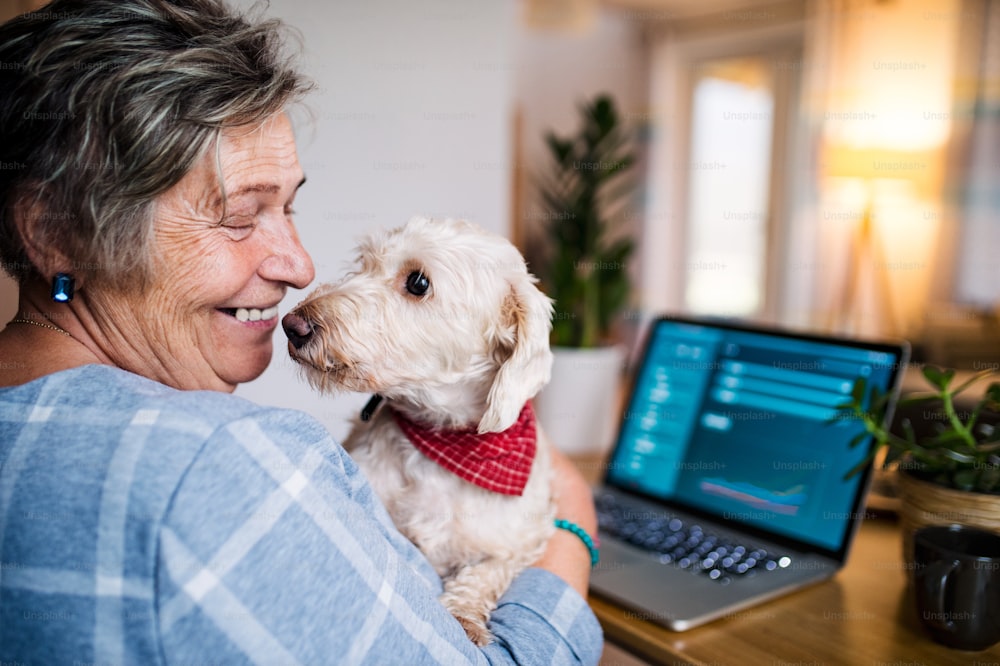 ペットの犬とホームオフィスで働くラップトップを持つ陽気な年配の女性。