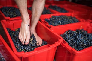 Homme pieds nus marchant sur des raisins en boîte, concept traditionnel de foulage du raisin. Espace de copie.