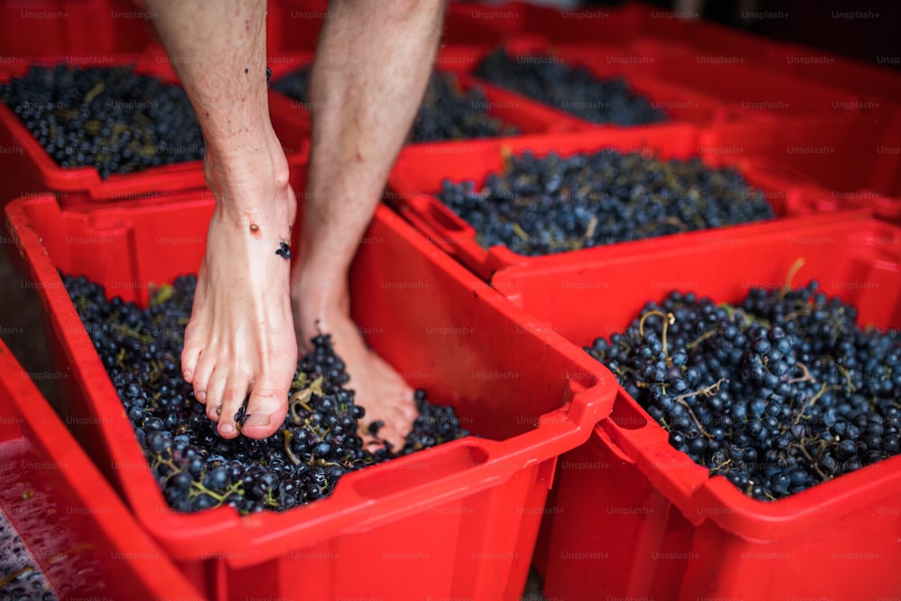 Barefoot man walking on grapes in box, traditional grape treading concept. Copy space.