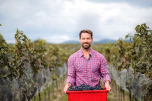 Portrait of man worker carrying box of grapes in vineyard in autumn, harvest concept.
