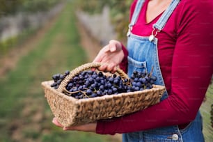 Unrecognizable woman worker holding basket with grapes in vineyard in autumn, harvest concept.