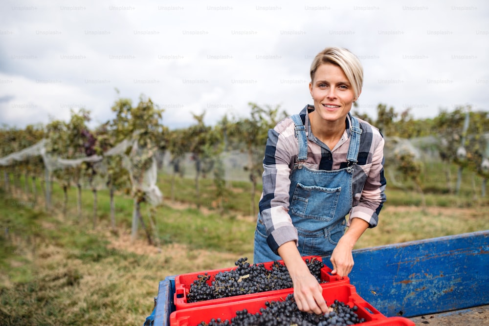 Porträt einer Frau, die im Herbst Trauben im Weinberg sammelt, Erntekonzept.