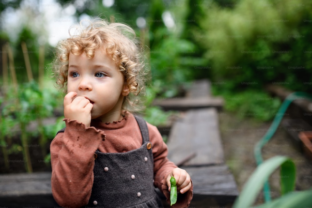 Portrait of small girl eating peas on farm, growing organic vegetables concept.