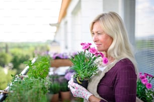 Mujer mayor que trabaja en el jardín en el balcón en verano, sosteniendo una planta con flores en maceta.