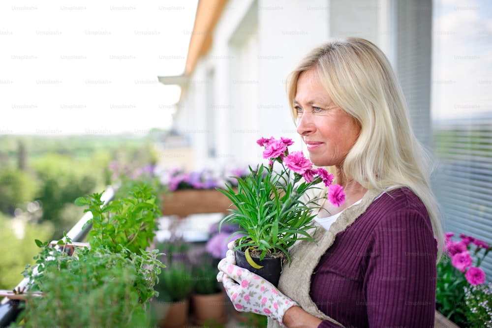Senior woman gardening on balcony in summer, holding potted flowering plant.