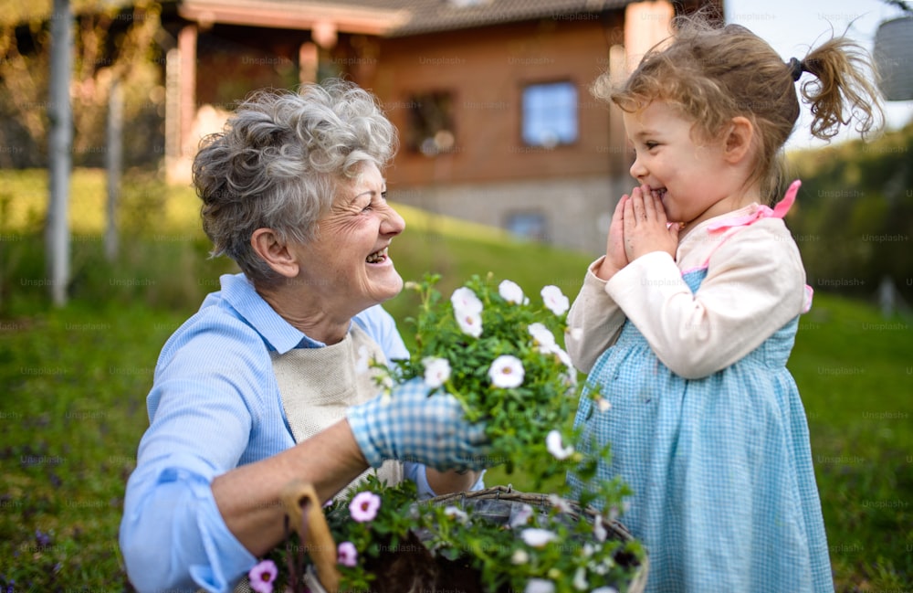 Happy senior grandmother with small granddaughter gardening outdoors in summer, laughing.