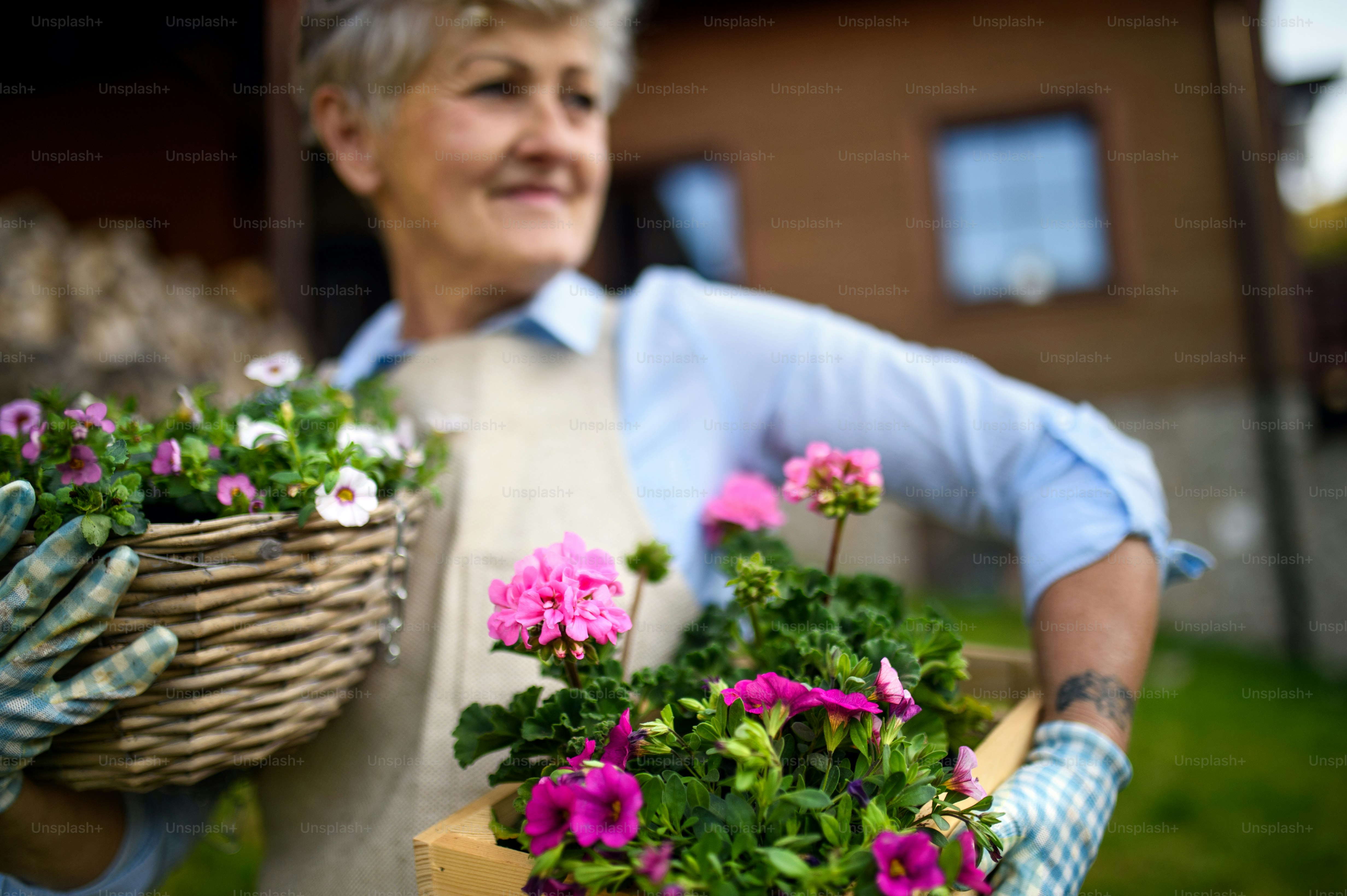 Portrait of senior woman gardening in summer, holding flowering plants