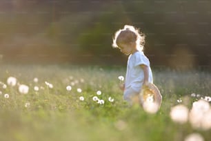 Portrait of small toddler girl walking on meadow outdoors in summer. Copy space.