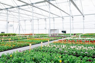 Various potted plants and flowers in greenhouse in garden center, a small business.