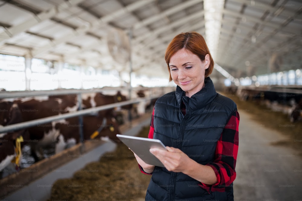 Woman manager with tablet standing on diary farm, agriculture industry. Copy space.