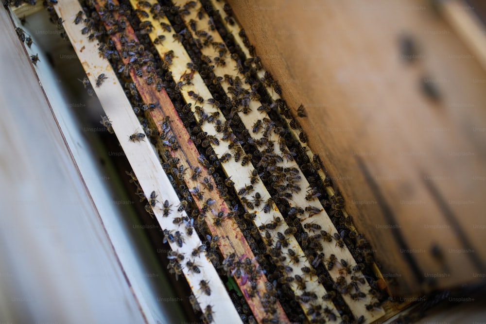 Top view of honeycomb frames with bees in the hive.