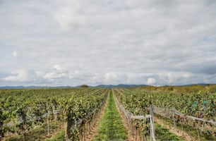 Una toma de viñedo, concepto de vendimia. Espacio de copia.