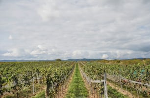 A shot of vineyard, grape harvest concept. Copy space.