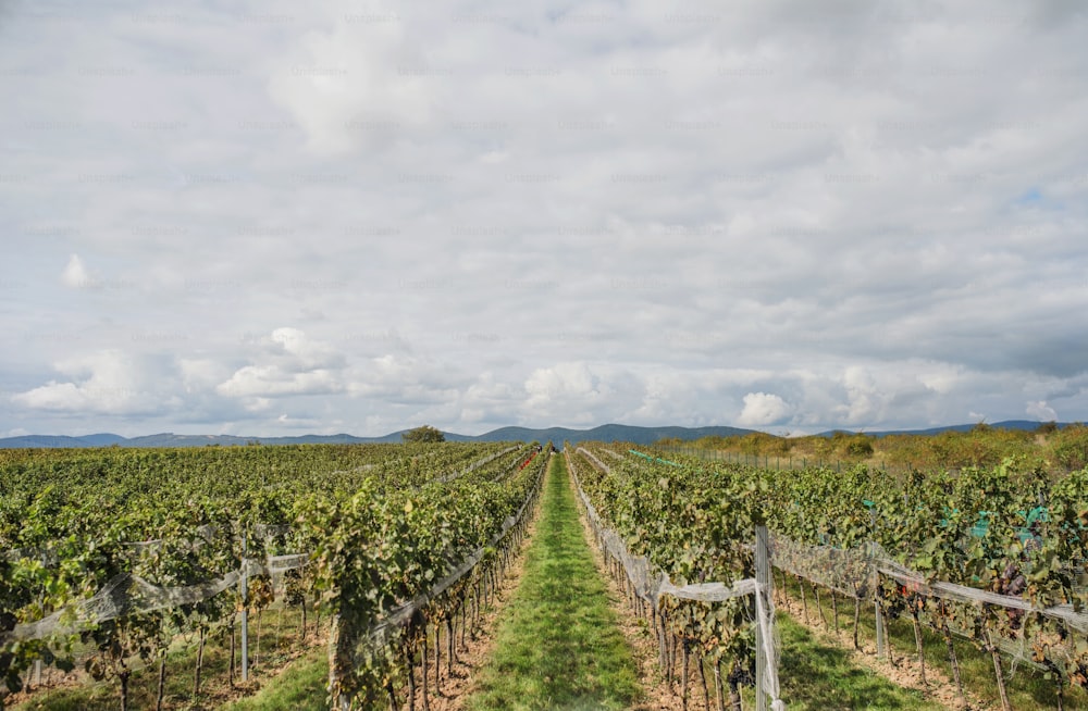 A shot of vineyard, grape harvest concept. Copy space.
