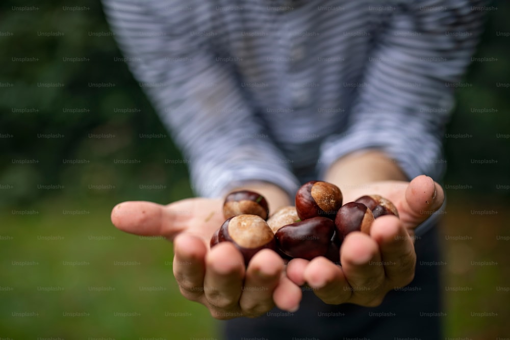 Midsection of unrecognizable man standing outdoors, holding conkers in hands.