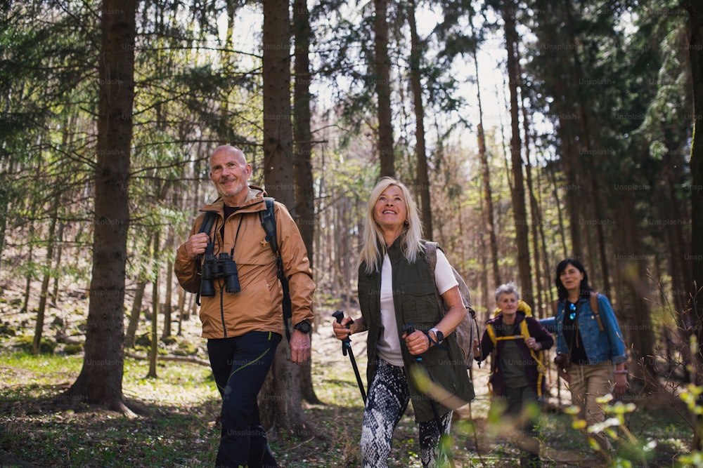 Retrato do grupo de caminhantes idosos ao ar livre na floresta na natureza, caminhando.