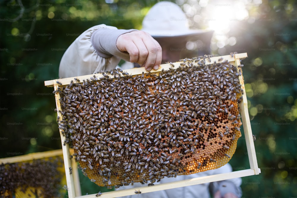 Portrait of man beekeeper holding honeycomb frame full of bees in apiary, working,