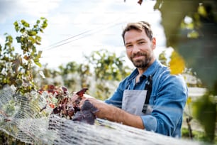 Portrait of man worker collecting grapes in vineyard in autumn, harvest concept.