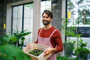 Portrait of man gardener with plants in wooden box standing in greenhouse, looking at camera.