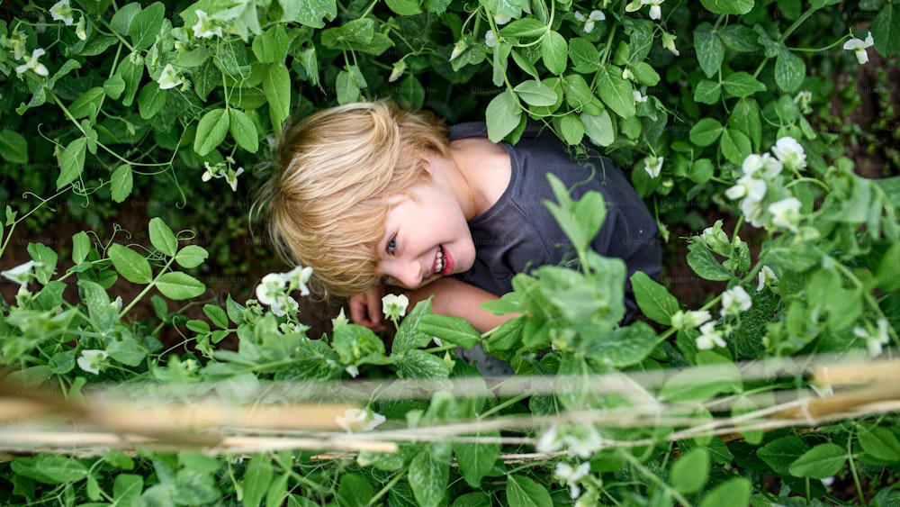Top view of happy small boy hiding in vegetable garden, sustainable lifestyle.