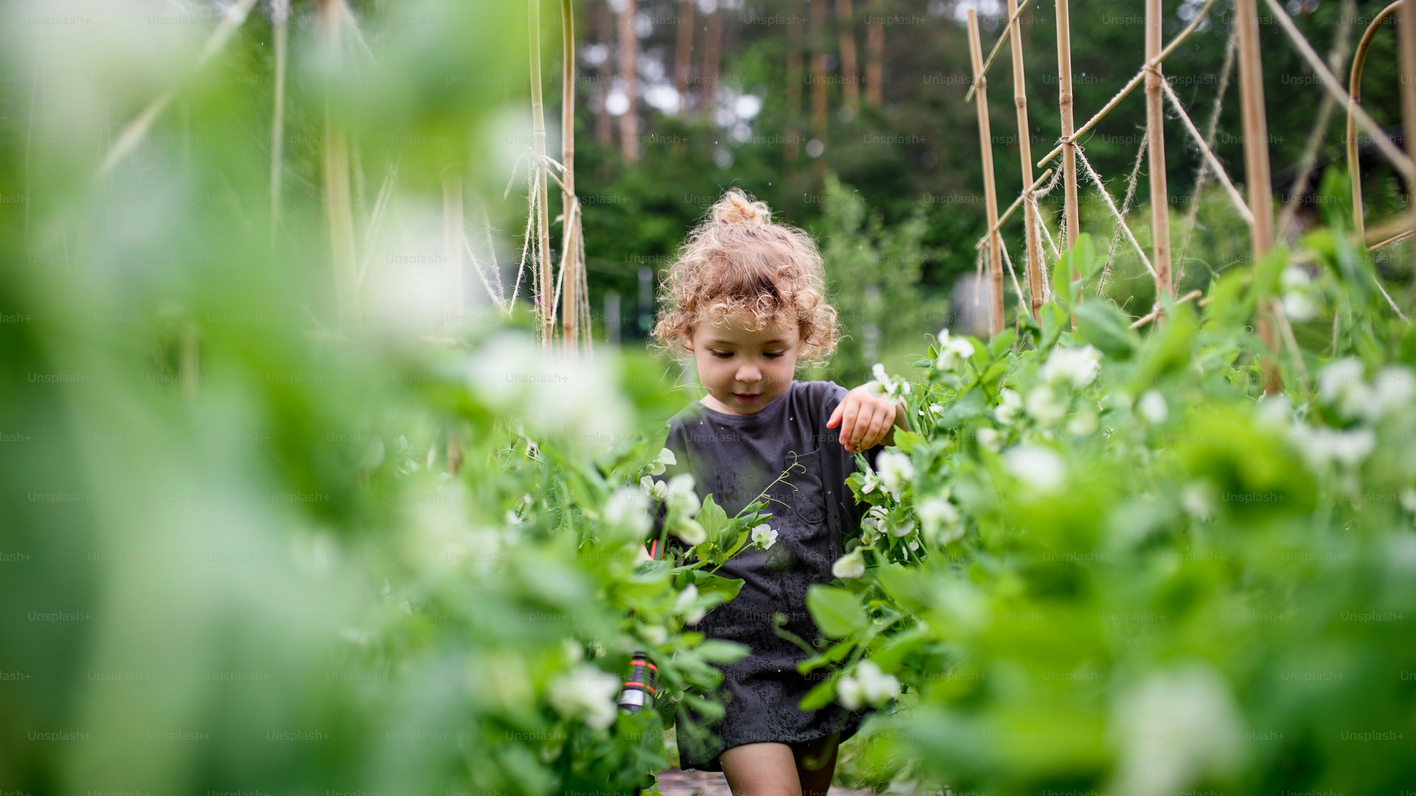 Portrait of small girl walking in vegetable garden, sustainable lifestyle concept