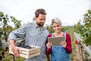 Portrait of man and woman with tablet working in vineyard in autumn, harvest concept.