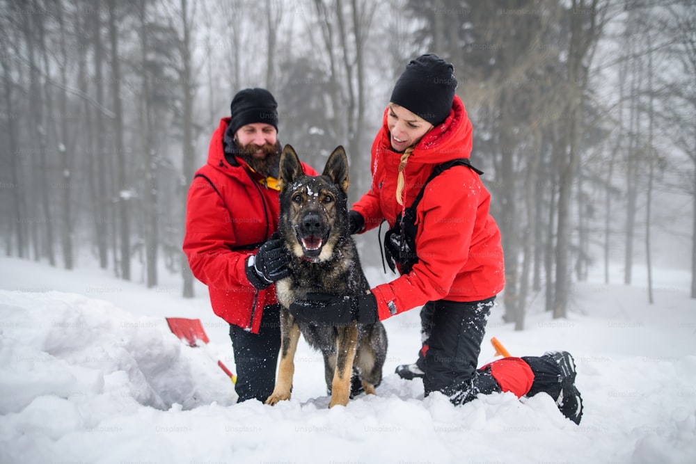 Mountain rescue service with dog on operation outdoors in winter in forest, digging snow with shovels.