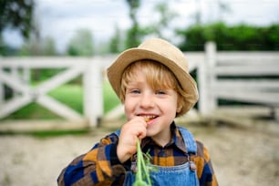 Portrait of small boy eating carrot on farm, growing organic vegetables concept.
