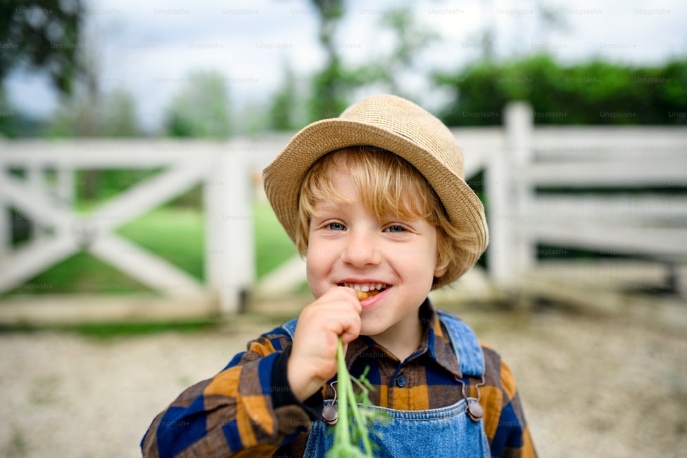 Ritratto di ragazzino che mangia carota in fattoria, concetto di coltivazione di verdure biologiche.