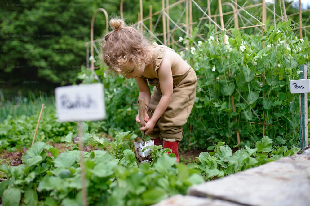 Retrato da menina pequena que trabalha na horta, conceito de estilo de vida sustentável.