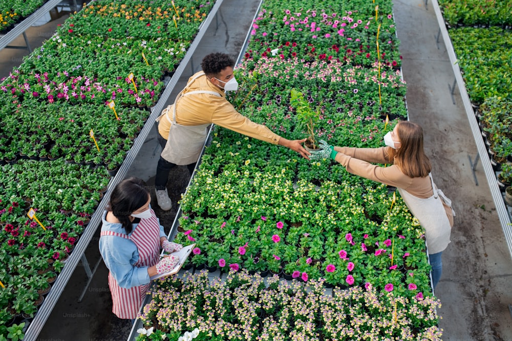 Top view of group of people working in greenhouse in garden center, coronavirus concept.