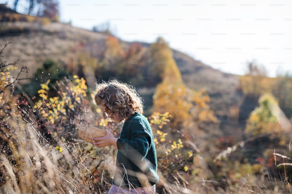 Side view of small girl on a walk in nature, collecting rosehip fruit.