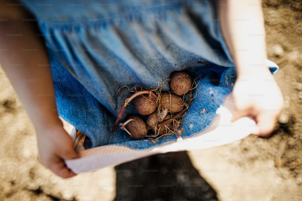 Unrecognizable small girl holding sprouted potatoes in her dress in garden, sustainable lifestyle concept.