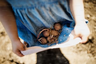 Unrecognizable small girl holding sprouted potatoes in her dress in garden, sustainable lifestyle concept.